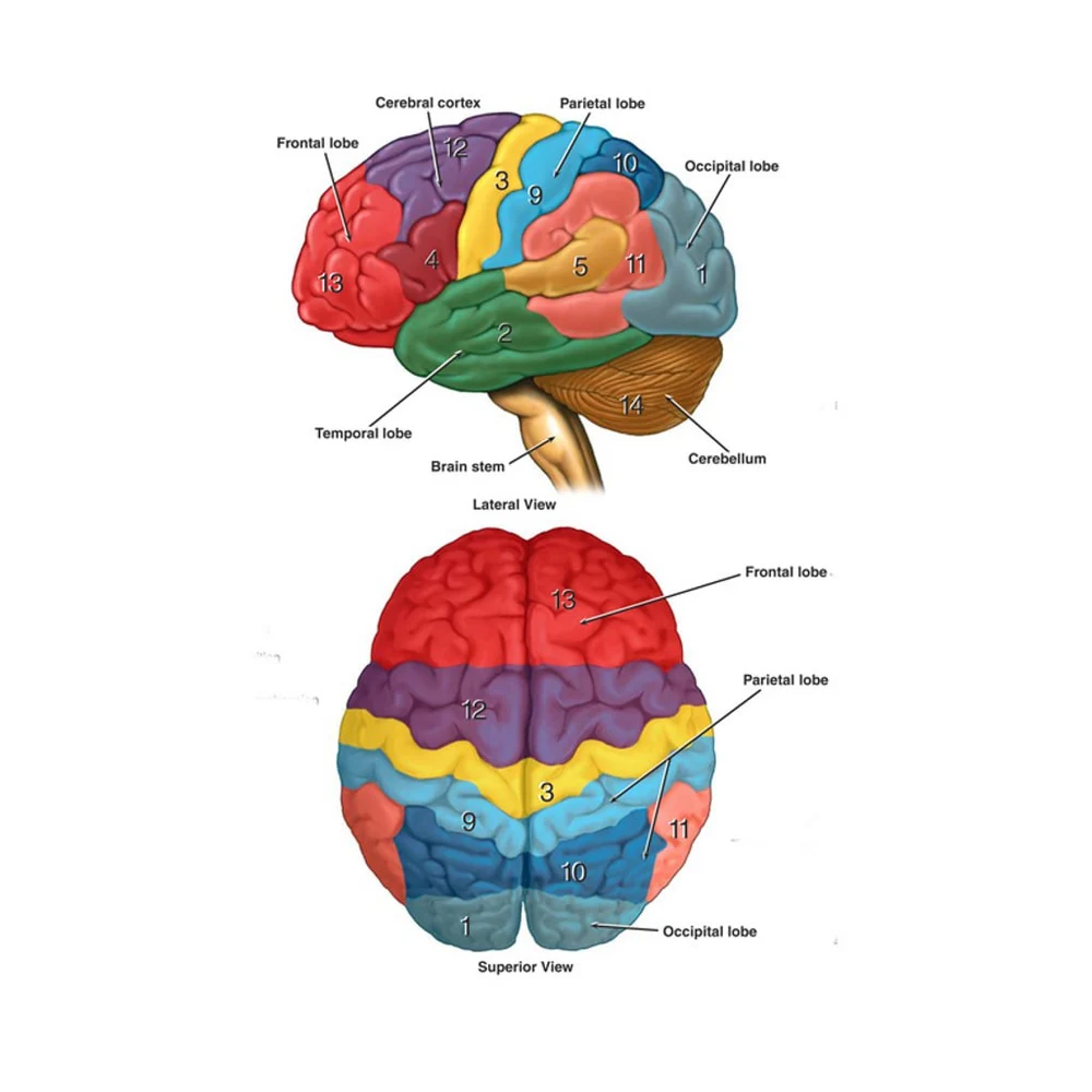Brain Diagram 3D printable STL model