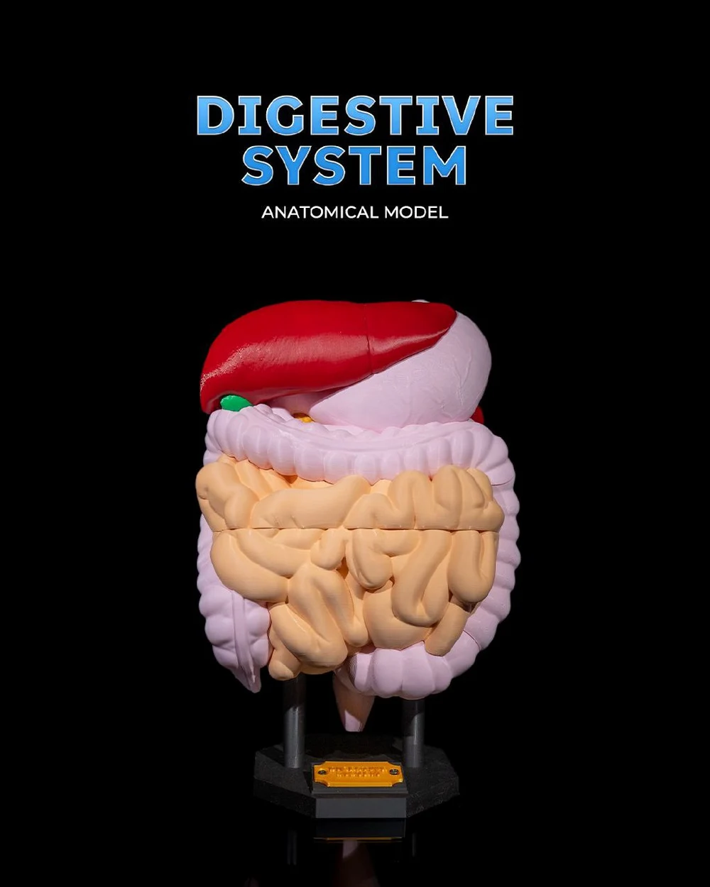 Digestive System Anatomical Model — Medical / Educational STL render Digestive System Anatomical Model — Medical / Educational 3D printable STL model
