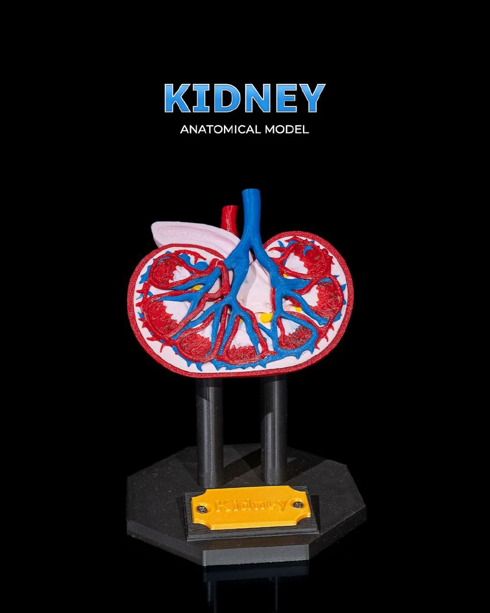 Kidney Anatomical Model — Medical / Educational STL render Kidney Anatomical Model — Medical / Educational 3D printable STL model