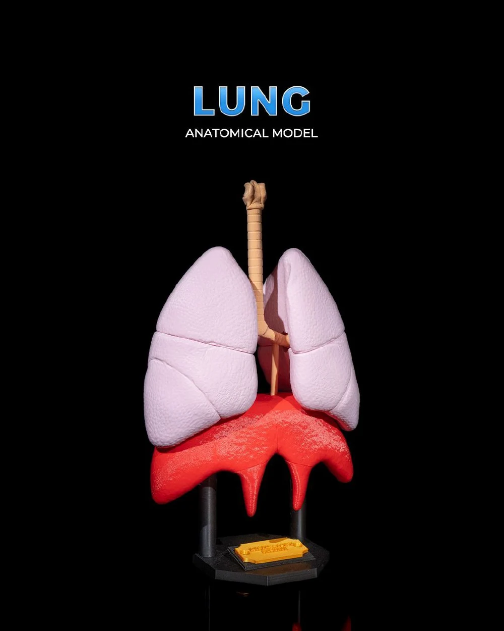 Lung Anatomical Model — Medical / Educational STL render Lung Anatomical Model — Medical / Educational 3D printable STL model
