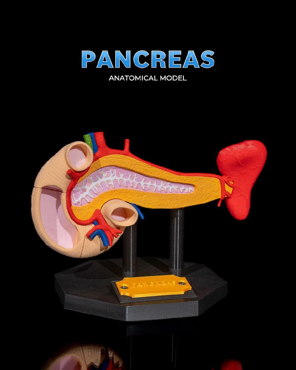 Pancreas Anatomical Model — Medical / Educational 3D printable STL model