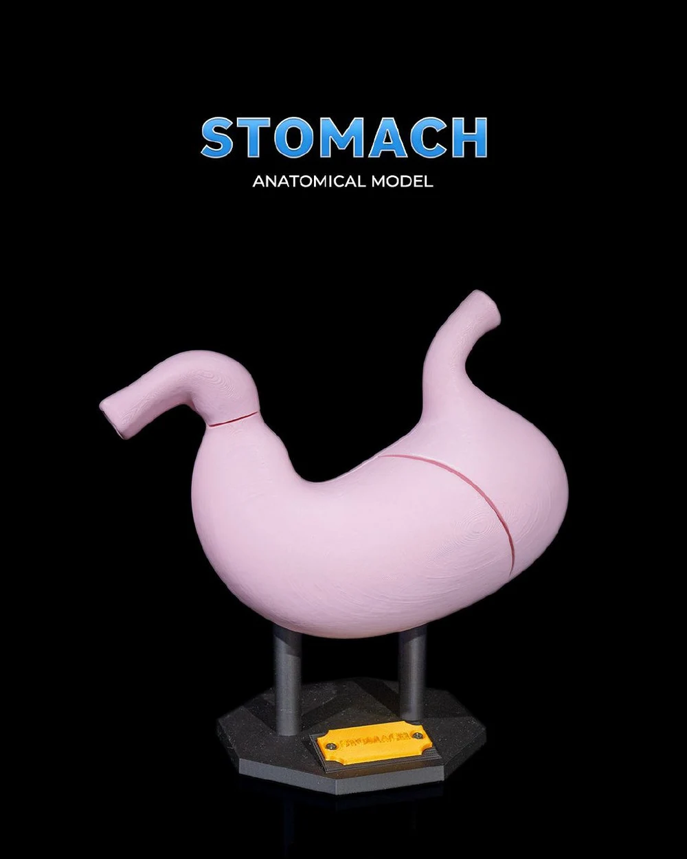 Stomach Anatomical Model — Medical / Educational 3D printable STL model